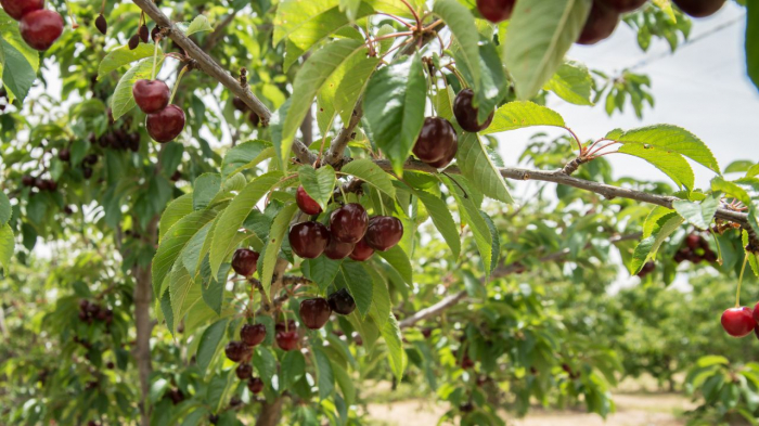 Cires Stefan balot/ghiveci [2]