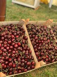 Cires Stefan balot/ghiveci [3]