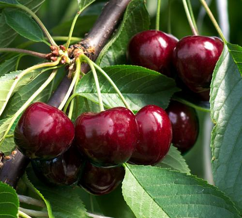 Cires Valeriu Cikalov [2]