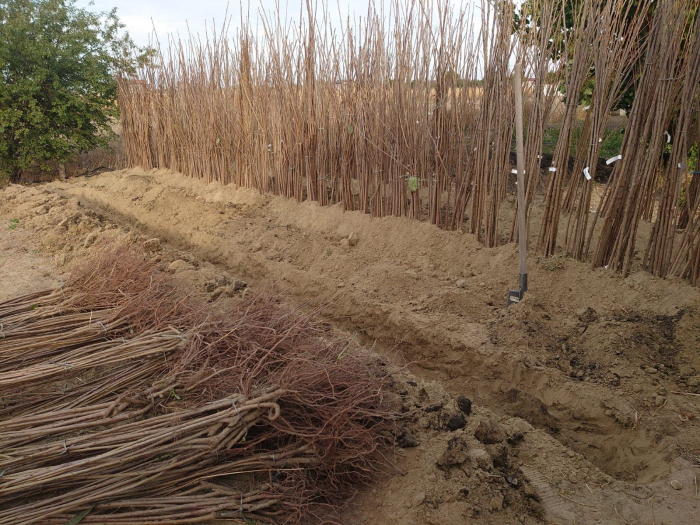 Cires Van balot/ghiveci [5]