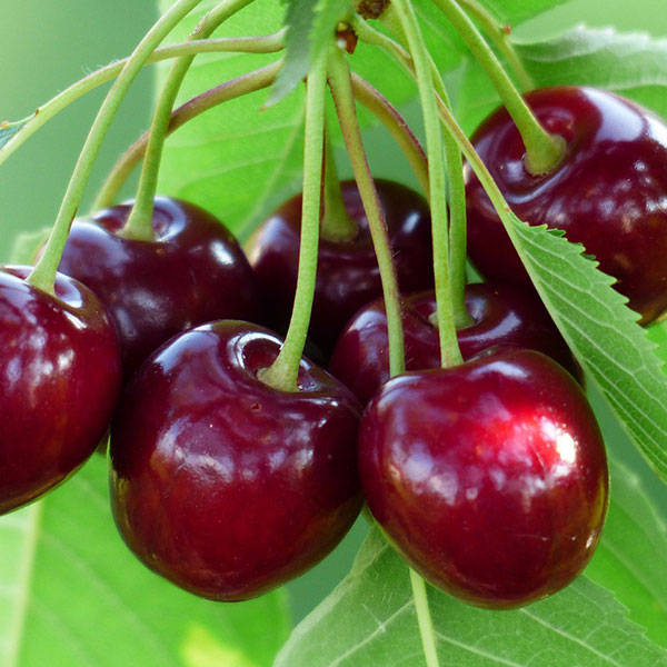 Cires Van balot/ghiveci [2]