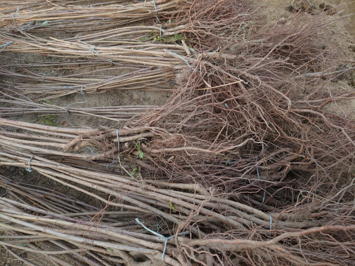 Cires Van balot/ghiveci [4]