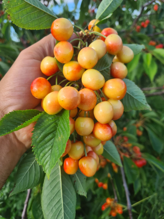 Cirese dulci Boambe de Cotnari [2]