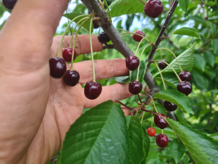 Cirese salbatice negre amarui (Prunus avium) [6]