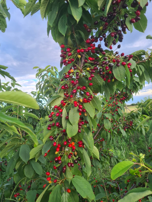 Samburi cirese salbatice  Prunus avium [6]