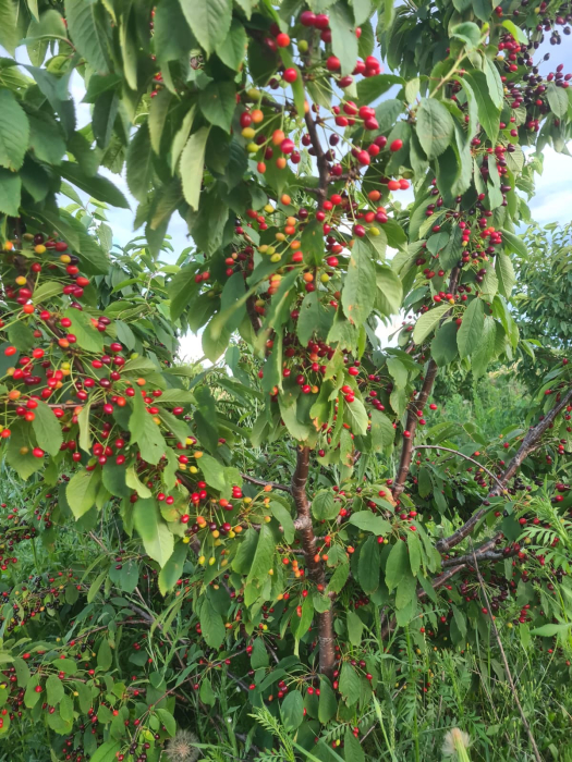 Samburi cirese salbatice  Prunus avium [7]