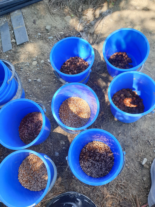Samburi cirese salbatice  Prunus avium [3]
