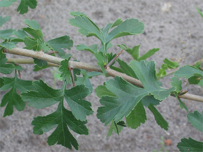 Păducelul (Crataegus monogyna, Crategus oxyacantha L., Galagonya; Weissdorn) [2]