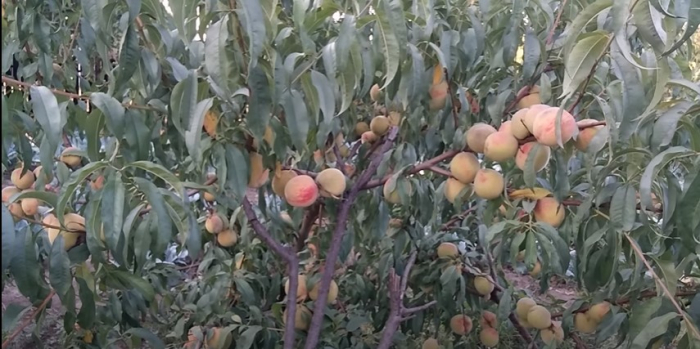 Piersic Superba de Toamna [3]