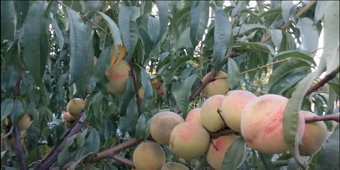 Piersic Superba de Toamna [2]