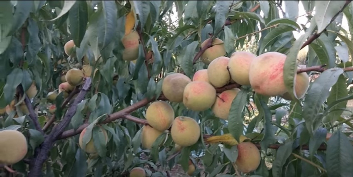 Piersic Superba de Toamna [5]