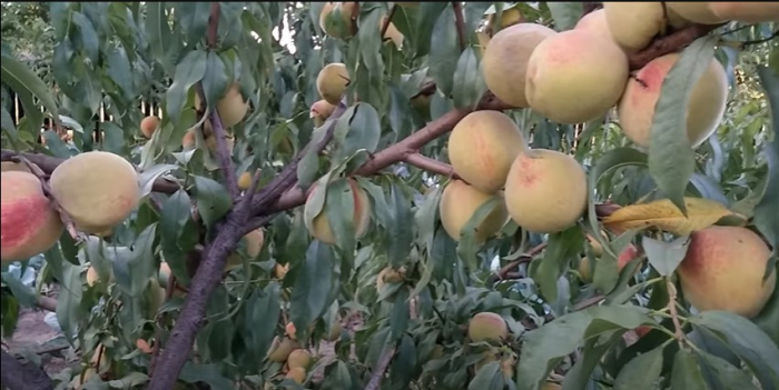 Piersic Superba de Toamna [4]