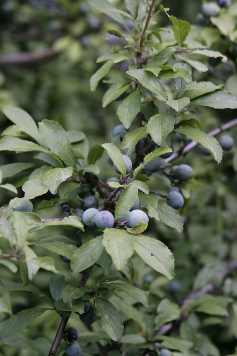 Porumbar (Prunus spinosa) [2]