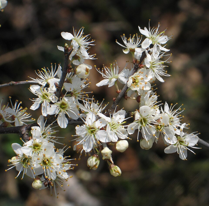 Porumbar (Prunus spinosa) [3]