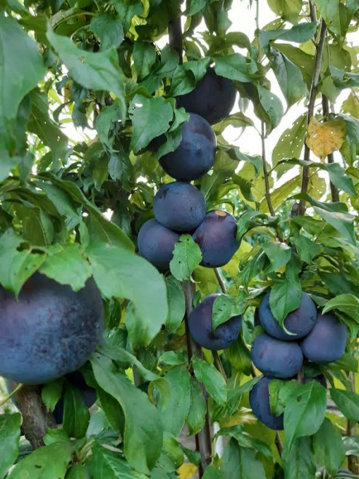 Prun Black Amber (japonez) [3]