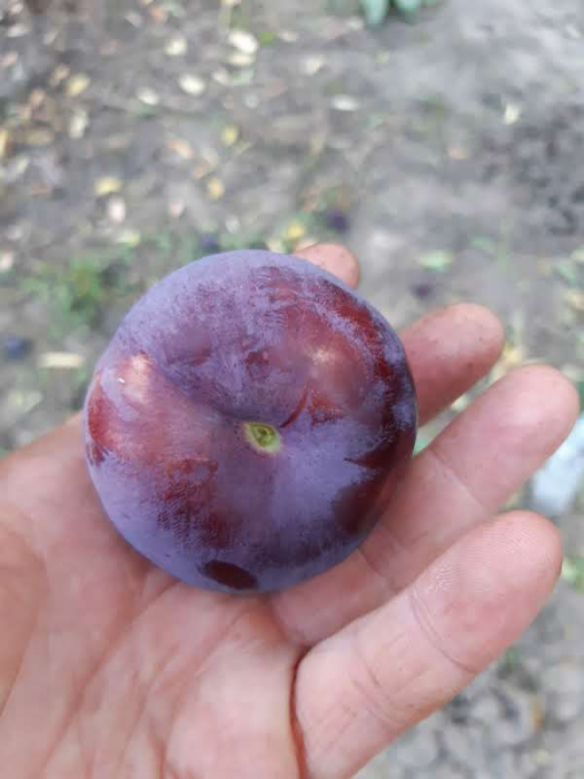 Prun Black Amber (japonez) [2]