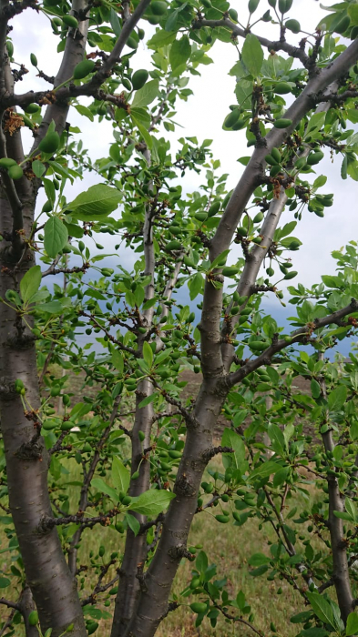 Prun Cacanska Lepotica [2]