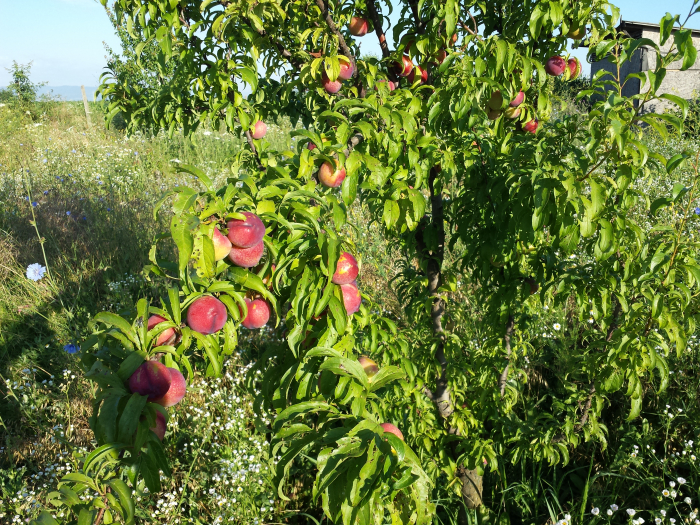 Prun Fortune (japonez) [2]