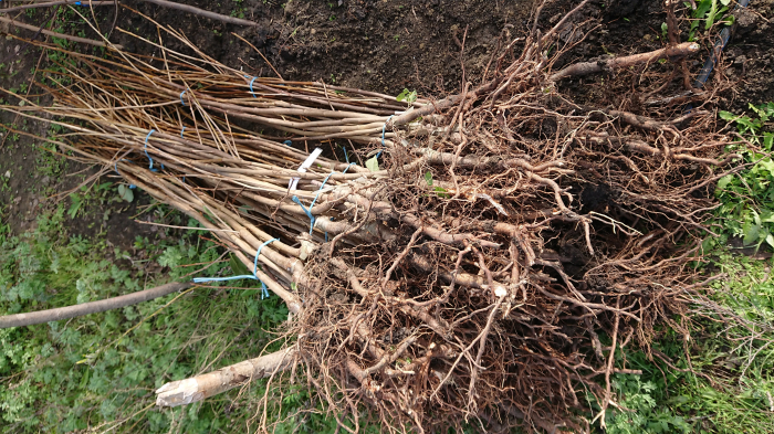 Prun Fortune (japonez) [4]