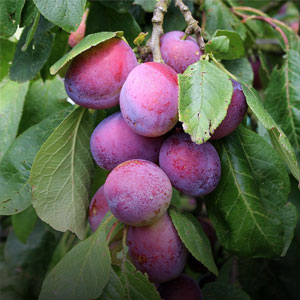 Prun Renglot Rosu [3]