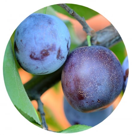 Pomi fructiferi - Anna Spath