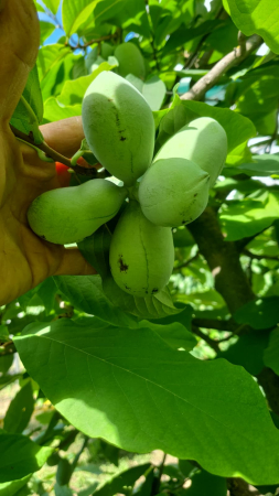 Pomi exotici aclimatizati - Banana Nordului  Asimina Triloba Paw Paw