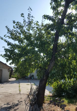 Cires amar Autohton [3]