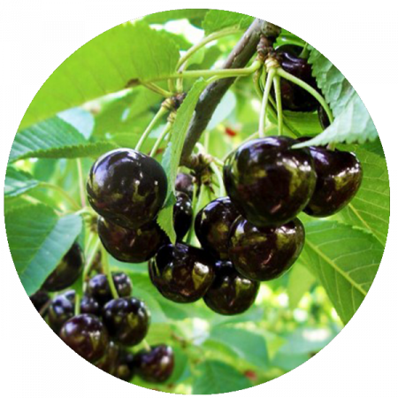 Pomi la ghiveci - Cires amar Imperial Negru BALOT/GHIVECI
