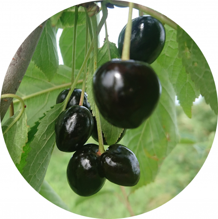 Pomi la ghiveci - Cires amar MAXUT balot/ghiveci