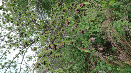 Cires amar Salbatic [2]