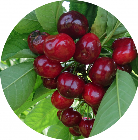 Cires Germersdorf balot/ghiveci [0]