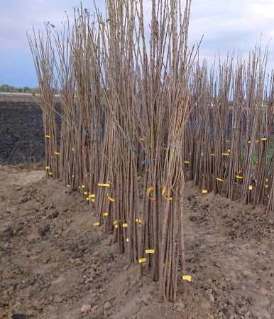 Cires Germersdorf balot/ghiveci [6]