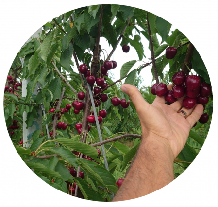 Cires Kordia balot/ghiveci [0]