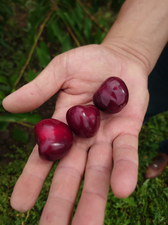 Cires Kordia balot/ghiveci [1]