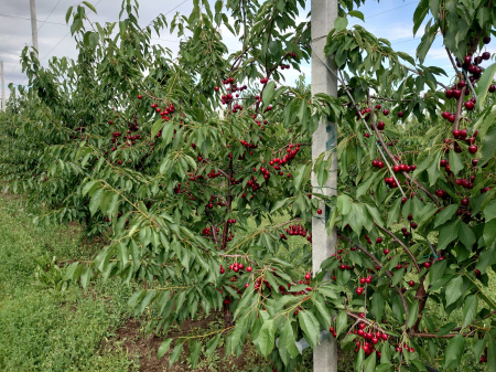 Cires Kordia balot/ghiveci [2]