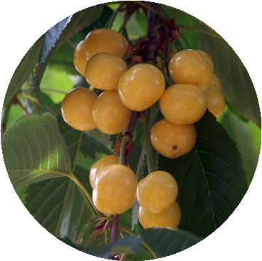 Cires Pietroase Donissen balot/ghiveci [0]