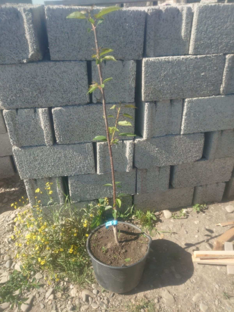 Cires Pietroase Donissen balot/ghiveci [4]