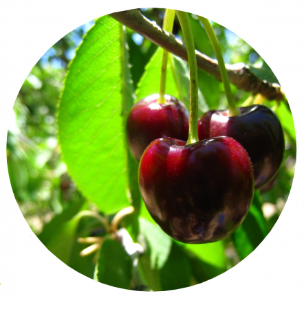Pomi fructiferi - Cires Regina
