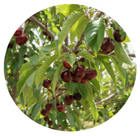 Cires Stefan balot/ghiveci [0]