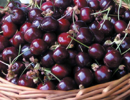 Cires Uriase de Bistrita [1]