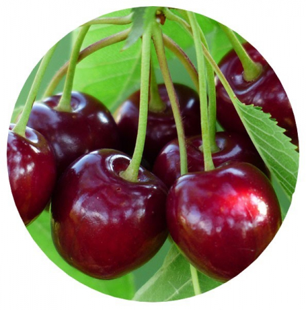 Cires Van balot/ghiveci [0]