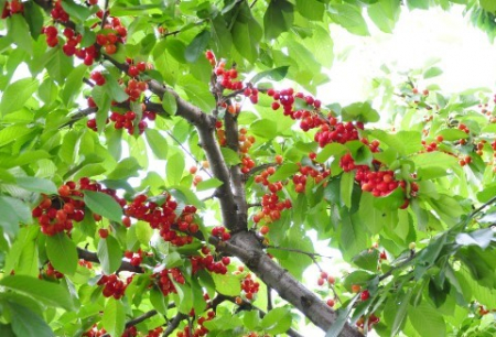 Cires Van balot/ghiveci [2]