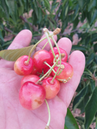 Cirese dulci [2]