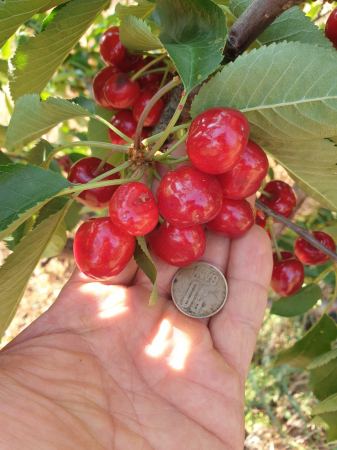 Cirese dulci [3]