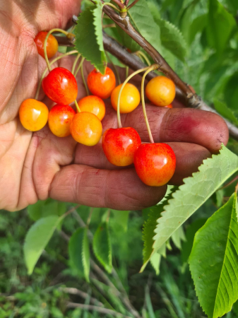 Fructe Livada Linistita - Cirese dulci Boambe de Cotnari