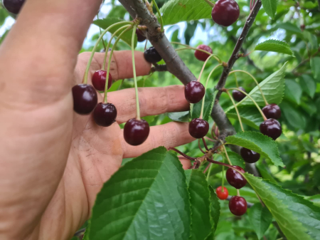 Cirese salbatice negre amarui (Prunus avium) [5]