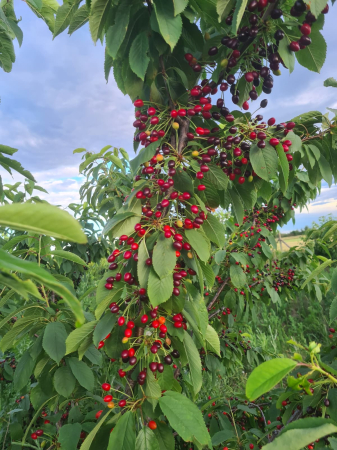 Samburi cirese salbatice  Prunus avium [5]