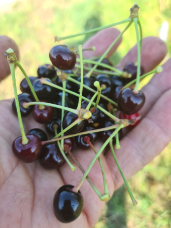 Samburi cirese salbatice  Prunus avium [7]