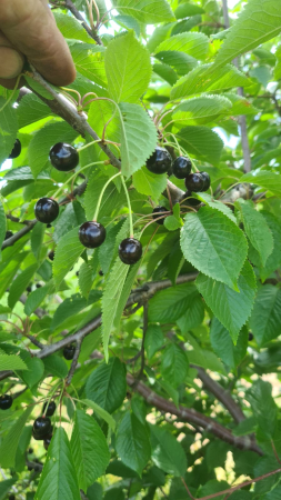 Samburi cirese salbatice  Prunus avium [4]