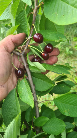 Samburi cirese salbatice  Prunus avium [3]